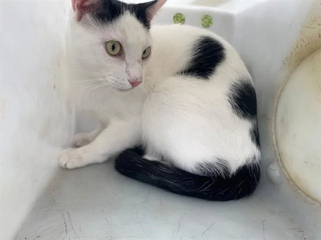 A young medium-sized male Domestic Short Hair cat named Pippy for adoption in Garland, TX