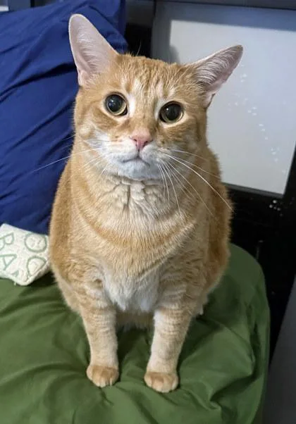 An adult medium-sized male Domestic Short Hair cat named Boots for adoption in Fishers, IN