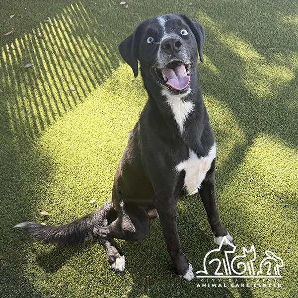 An adult large-sized male Labrador Retriever dog named Beau for adoption in Irvine, CA