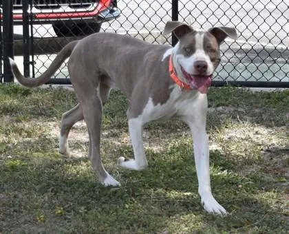 A young large-sized male American Staffordshire Terrier dog named Lewis for adoption in Inverness, FL