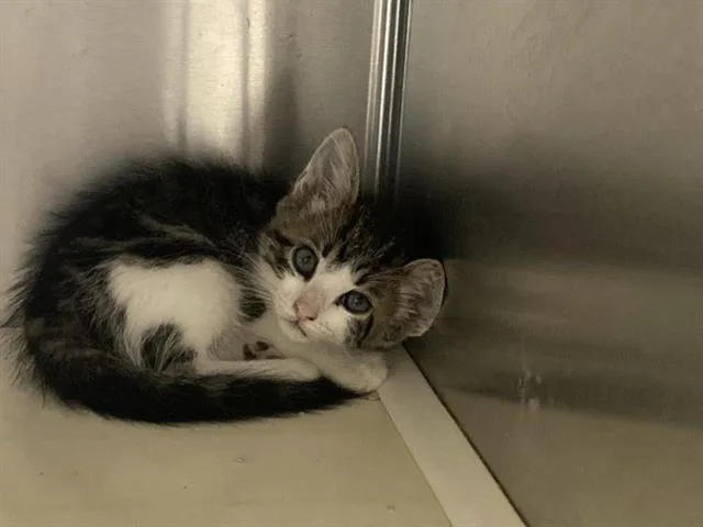 A baby small-sized male Domestic Short Hair cat named Pablo for adoption in Tustin, CA