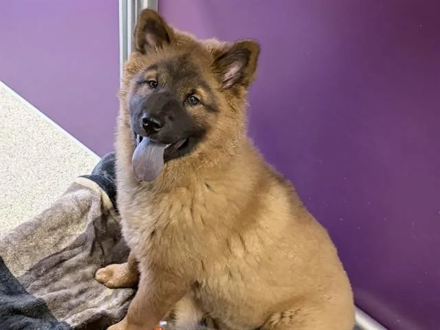 A baby small-sized female Chow Chow dog named Happy for adoption in Ames, IA
