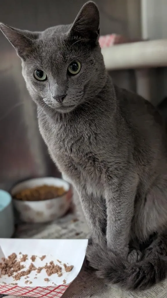 A young medium-sized male Domestic Short Hair cat named Mrs. Doubtfire for adoption in Cincinnati, OH
