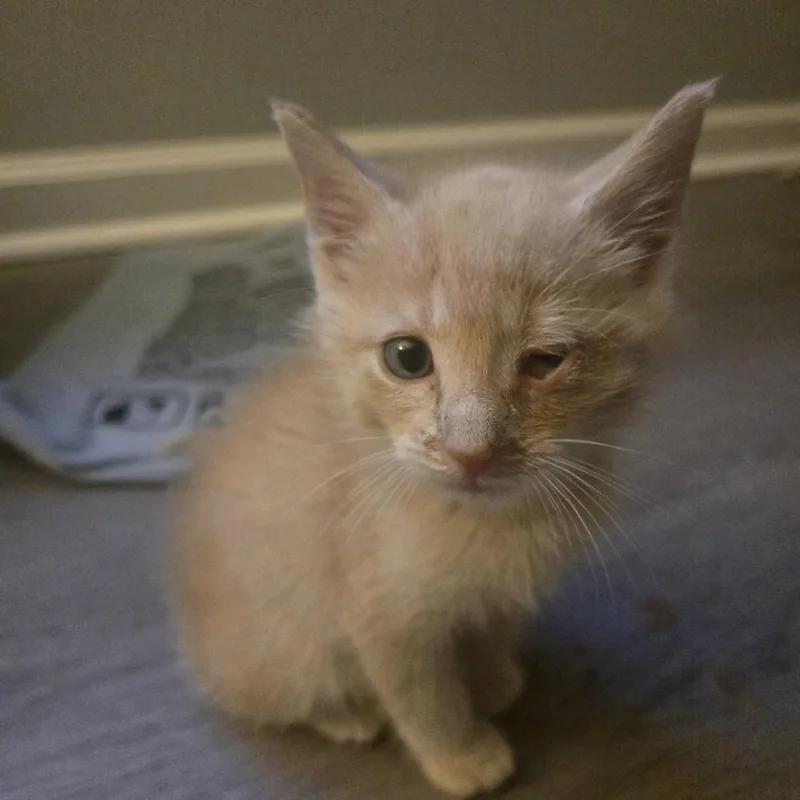 A baby small-sized male Cream / Ivory Domestic Short Hair cat named Thurman for adoption in Chapel Hill, NC