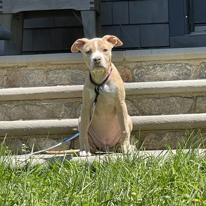 A young medium-sized female Pit Bull Terrier dog named Darcy for adoption in Medford, NY