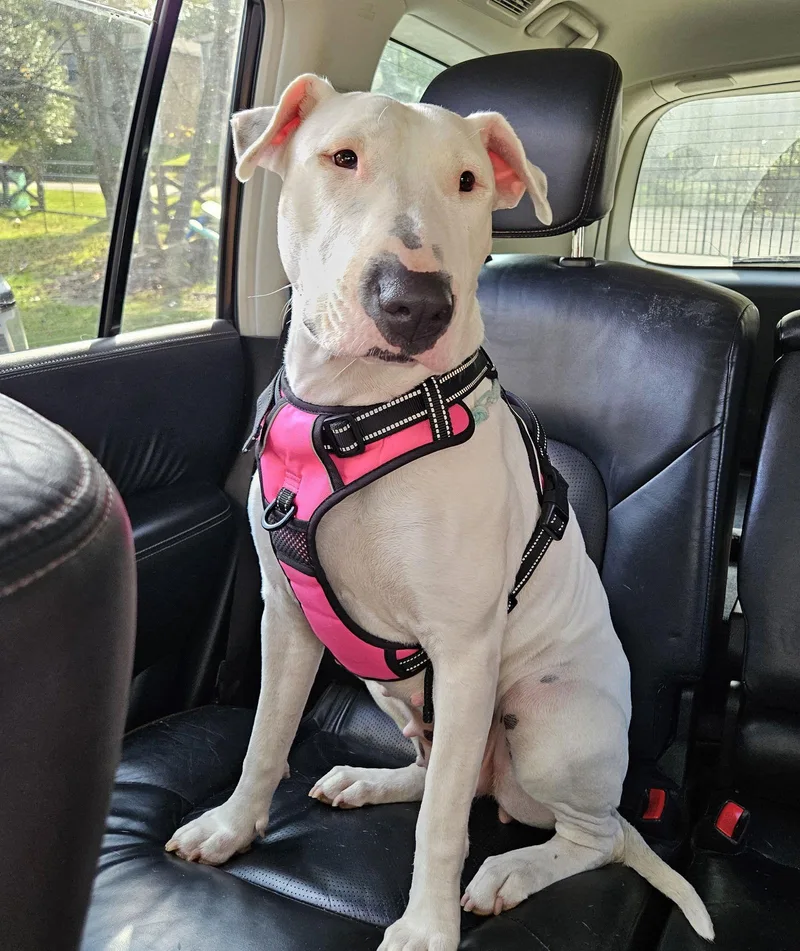 Dottie