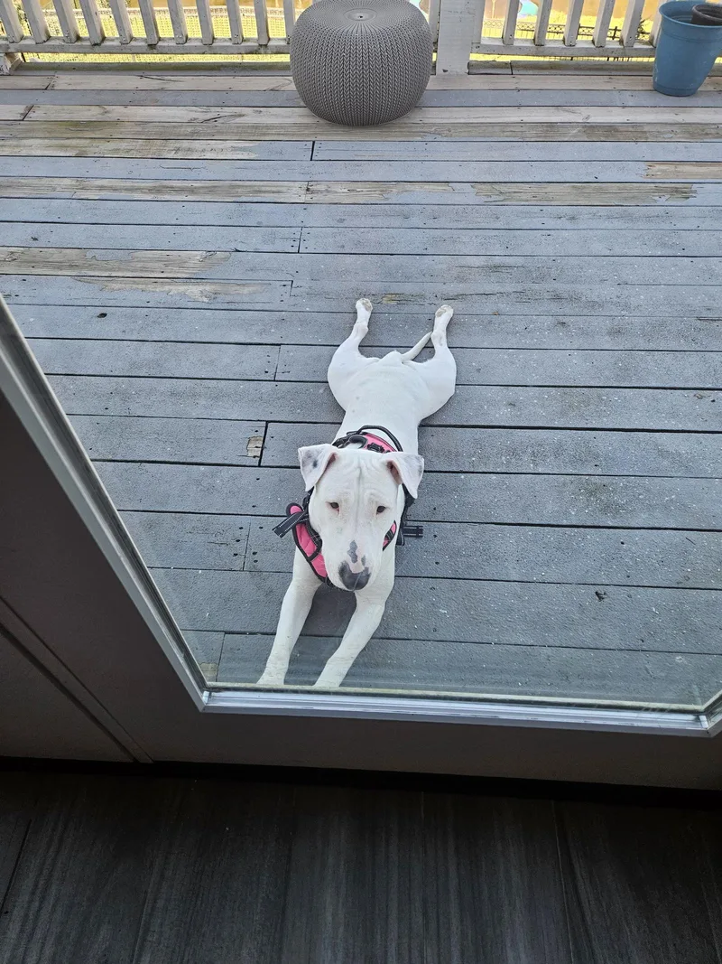 Dottie thumbnail 3