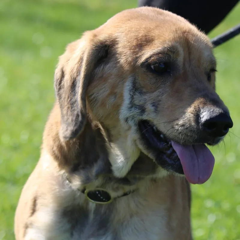 An adult large-sized female Golden Yellow Labrador Retriever dog named Francesca for adoption in Mount Sterling, KY