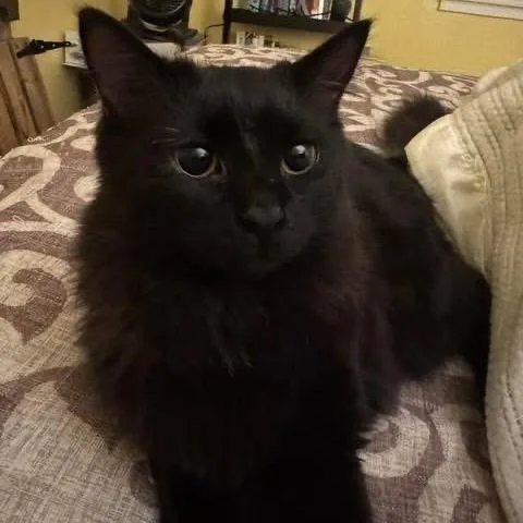 Smokey