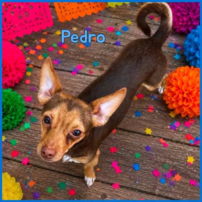 A young small-sized male Brown / Chocolate Chihuahua dog named Pedro for adoption in Joliet, IL