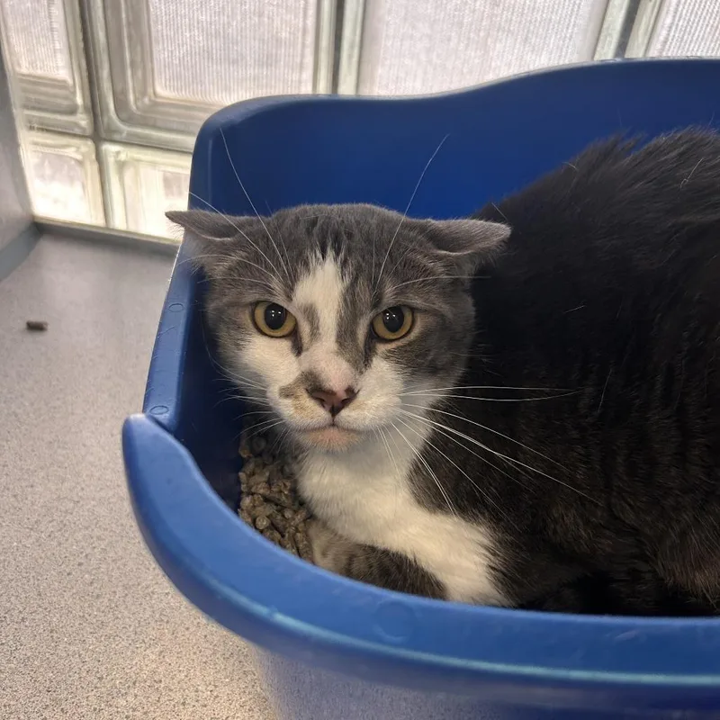 An adult large-sized female Gray / Blue / Silver Domestic Short Hair cat named Midna "Prissy" for adoption in Huntsville, AL