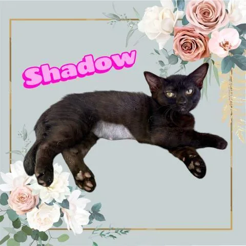 Shadow