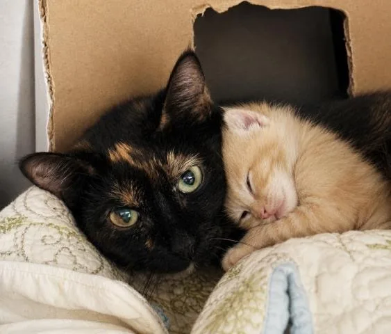 A young medium-sized female Domestic Short Hair cat named Carlie for adoption in Los Angeles, CA