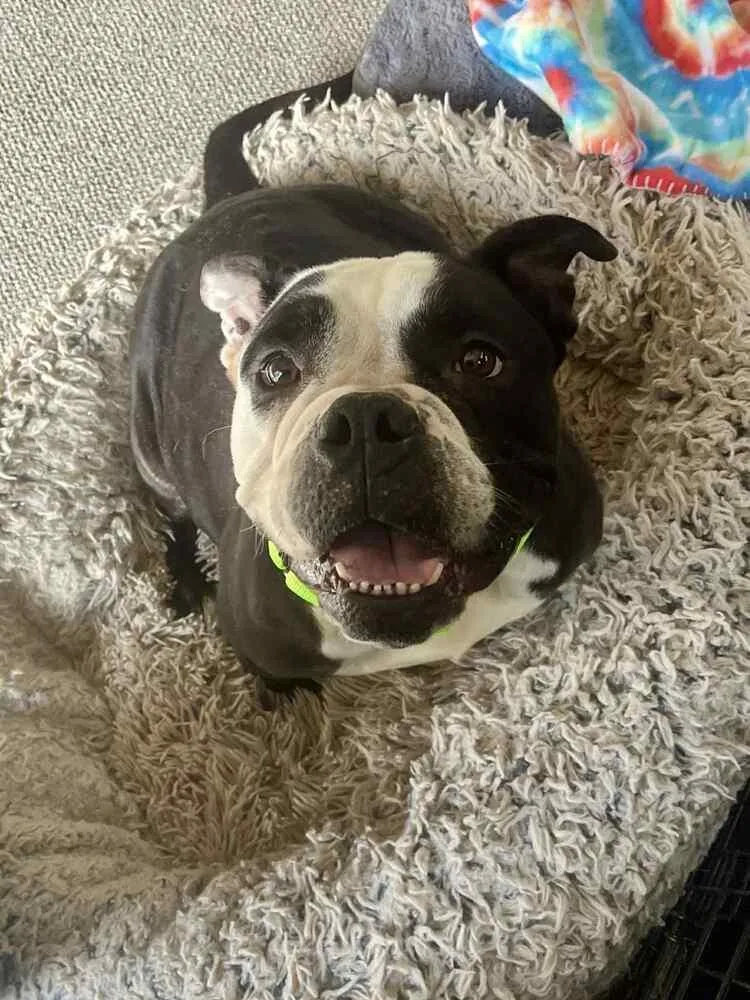 An adult medium-sized female Tricolor (Brown, Black, & White) American Bulldog dog named Sweetie for adoption in Wenonah, NJ