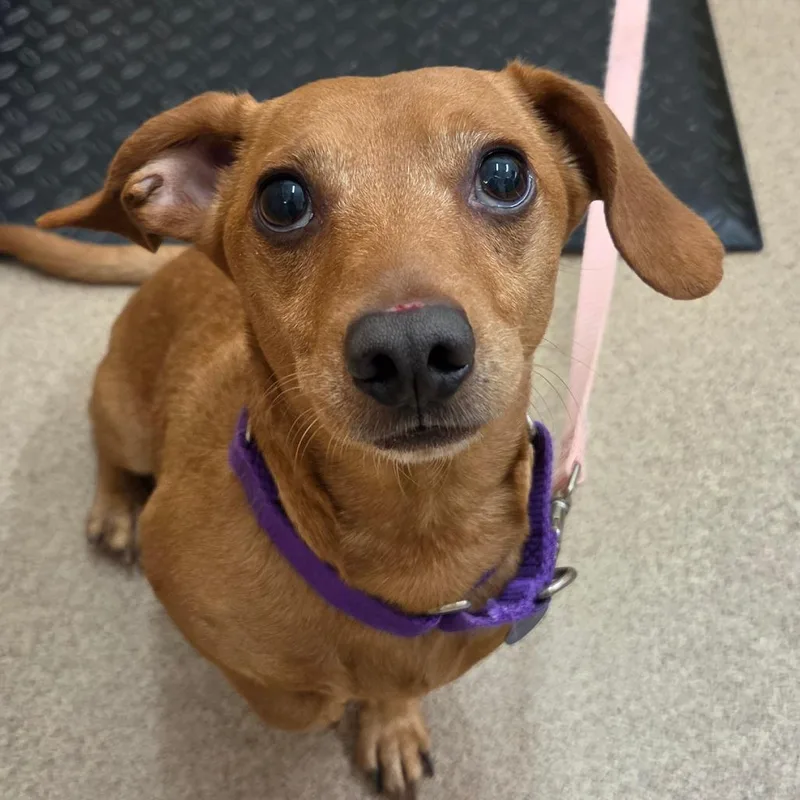 An adult small-sized male Brown / Chocolate Dachshund dog named Oscar Mayer for adoption in Zanesville, OH