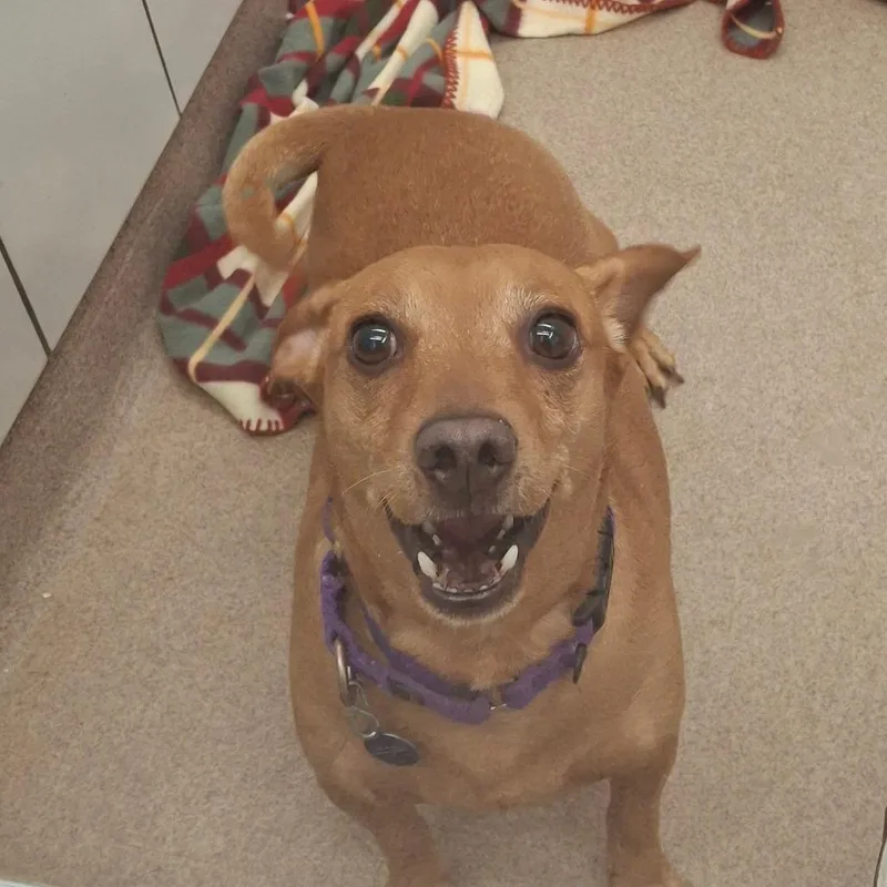 Oscar Mayer thumbnail 2