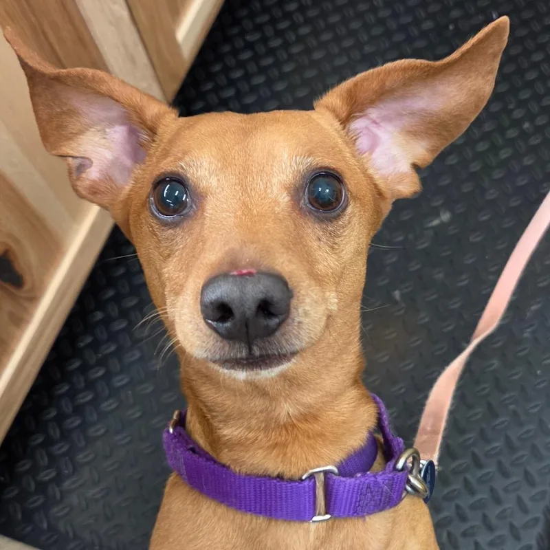 Oscar Mayer thumbnail 3