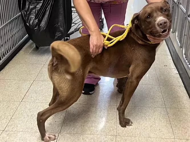 Rodney : The Tap thumbnail 3