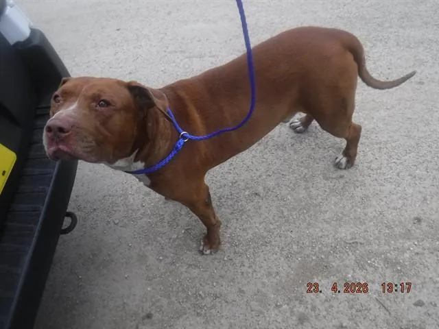 An adult large-sized male American Bulldog dog named Luke for adoption in Miami, FL