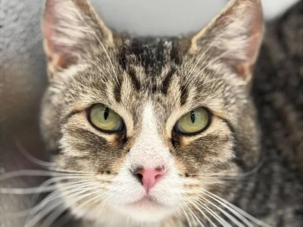 An adult medium-sized female Domestic Short Hair cat named Gemini for adoption in Portland, OR