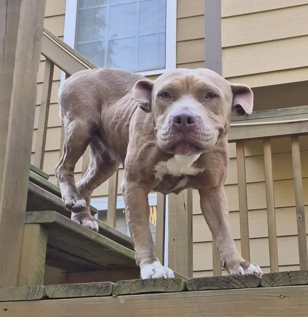 An adult medium-sized female Pit Bull Terrier dog named Pen for adoption in Lawrenceville, GA