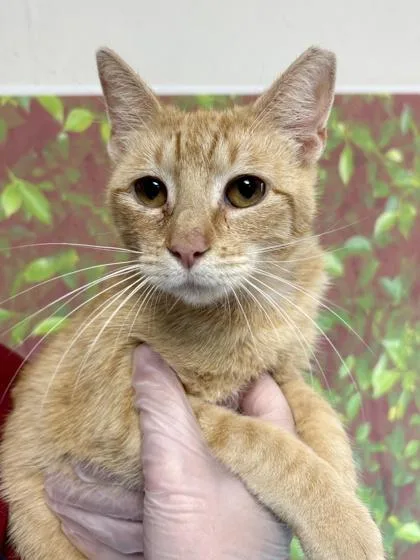 An adult medium-sized female Domestic Short Hair cat named Pebble for adoption in San Antonio, TX
