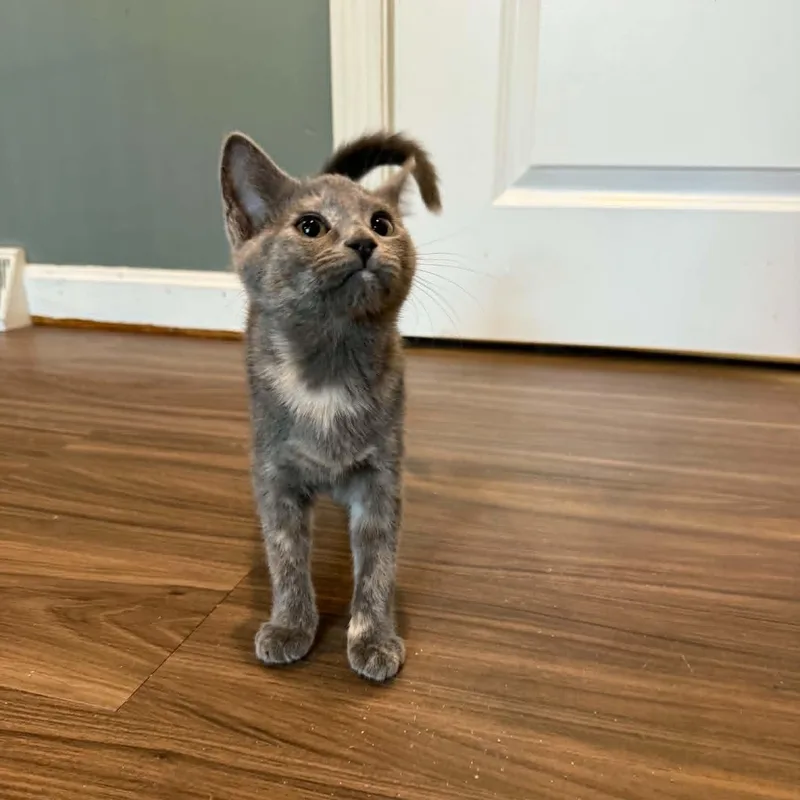 A baby small-sized female Dilute Tortoiseshell cat named Rosemary for adoption in New Bedford, MA
