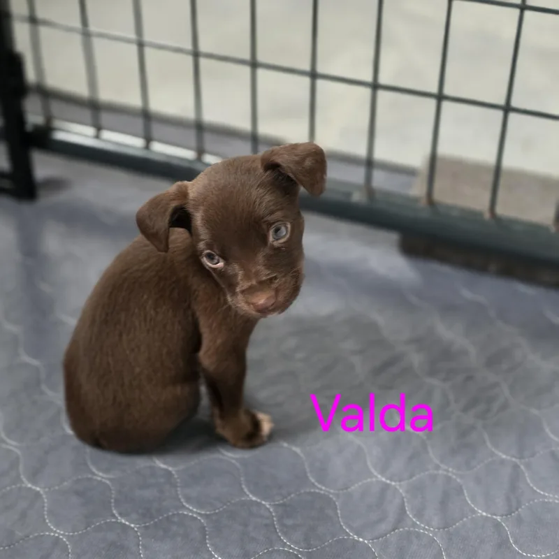 Valda
