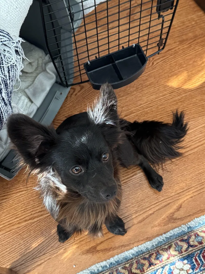 Tiny T & Manny thumbnail 2