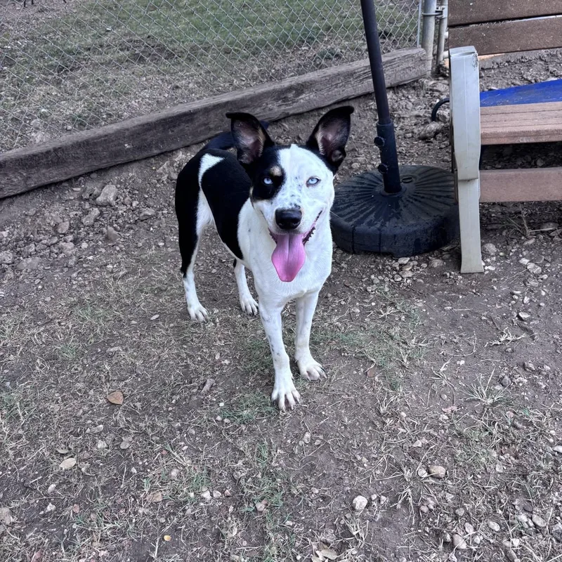 An adult medium-sized male White / Cream Mixed Breed dog named Norman for adoption in Georgetown, TX
