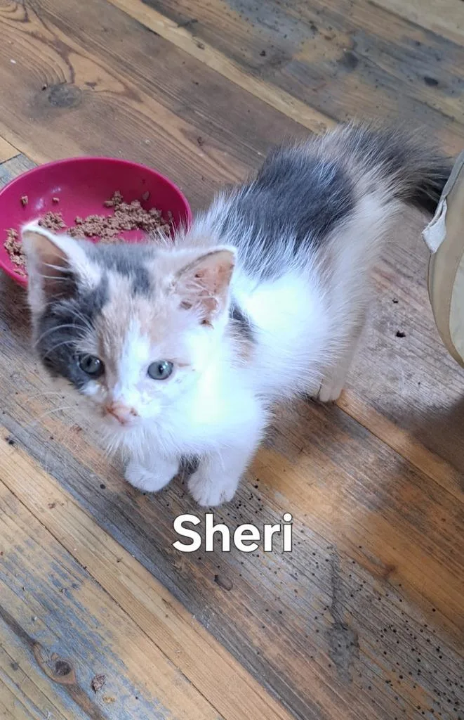 A baby small-sized female Domestic Short Hair cat named Sheri for adoption in Plattsburgh, NY