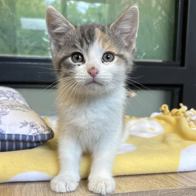 A baby small-sized female Calico Domestic Short Hair cat named Mocha for adoption in Naperville, IL