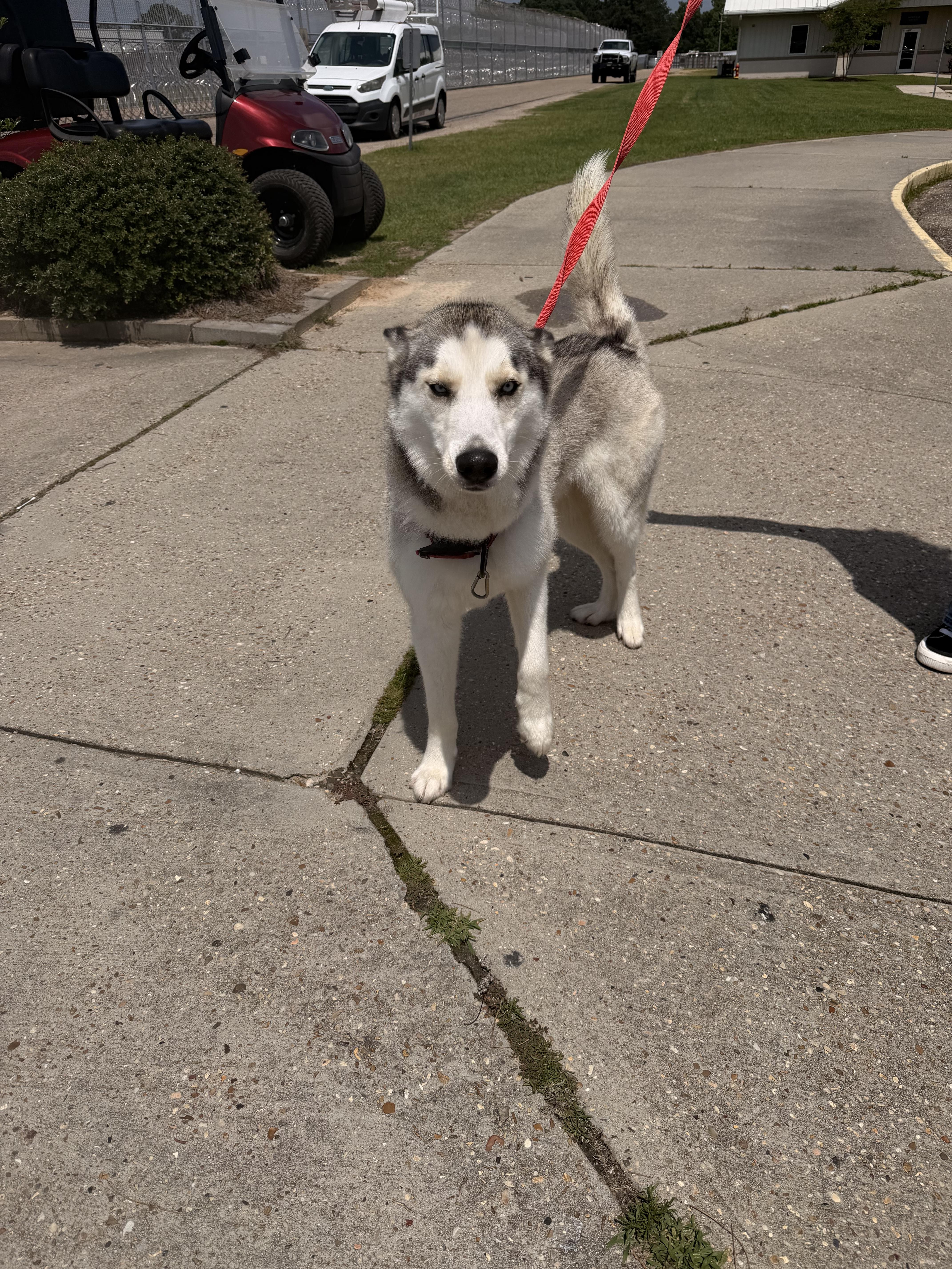 Loki thumbnail 3