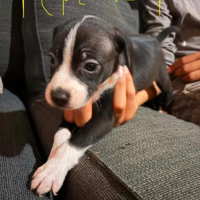 A baby medium-sized male Black Mixed Breed dog named Pepe Le Pew for adoption in Fredericksburg, VA