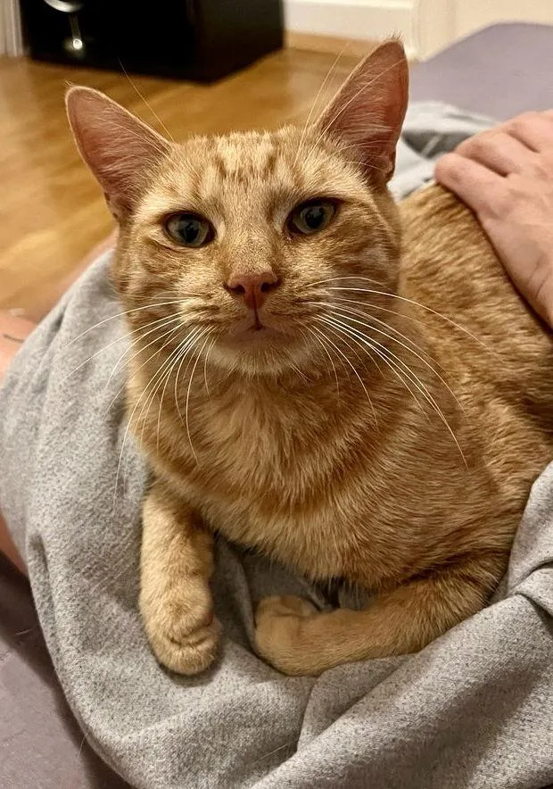 Fitzgerald thumbnail 2