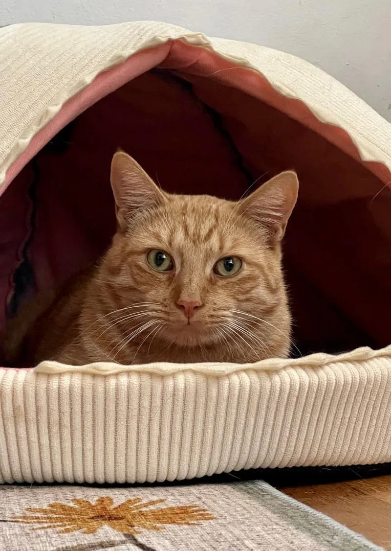 Fitzgerald thumbnail 3