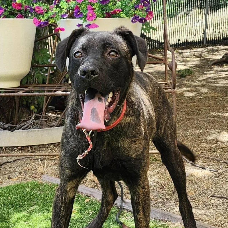 A baby medium-sized female Black Dutch Shepherd dog named Hermione for adoption in Burbank, CA