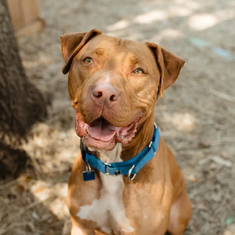 Charles Barkley thumbnail 3