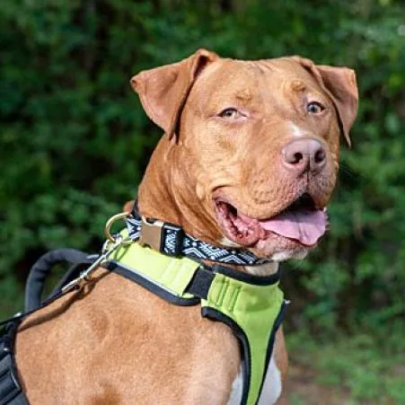 Charles Barkley thumbnail 6