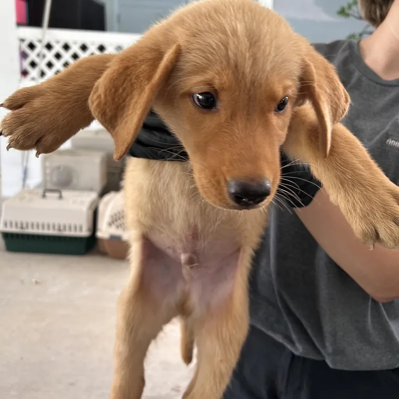 A baby small-sized male Brown / Chocolate Husky dog named Chace for adoption in Roxboro, NC
