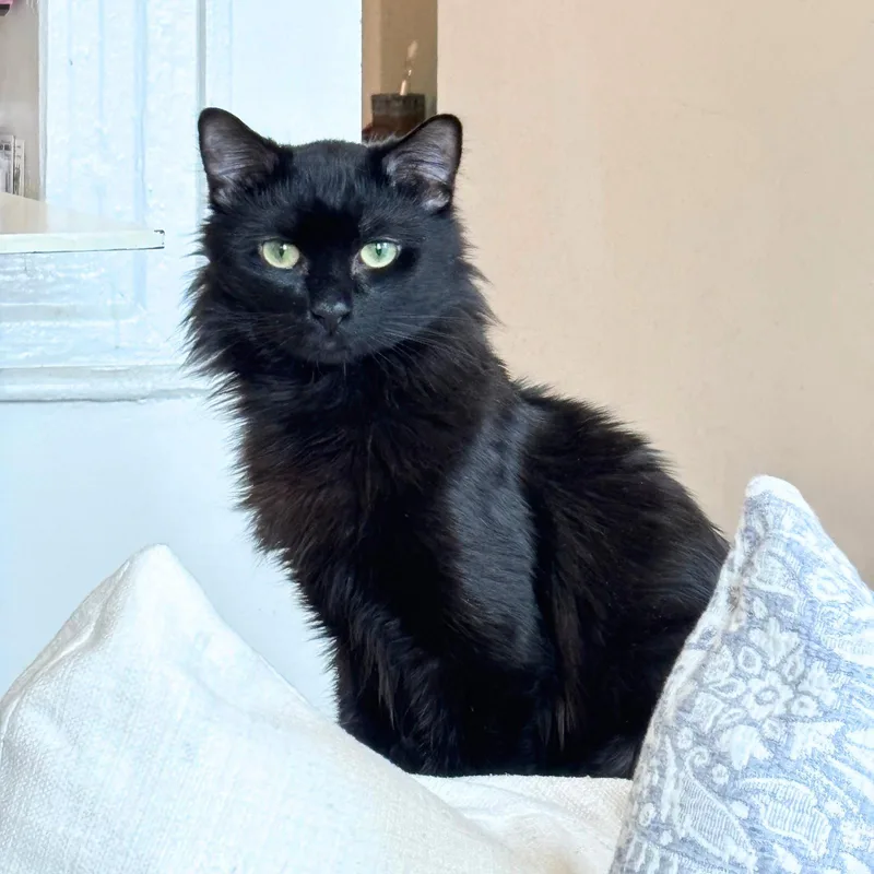 A young medium-sized male Black Domestic Short Hair cat named Clem for adoption in Brooklyn, NY