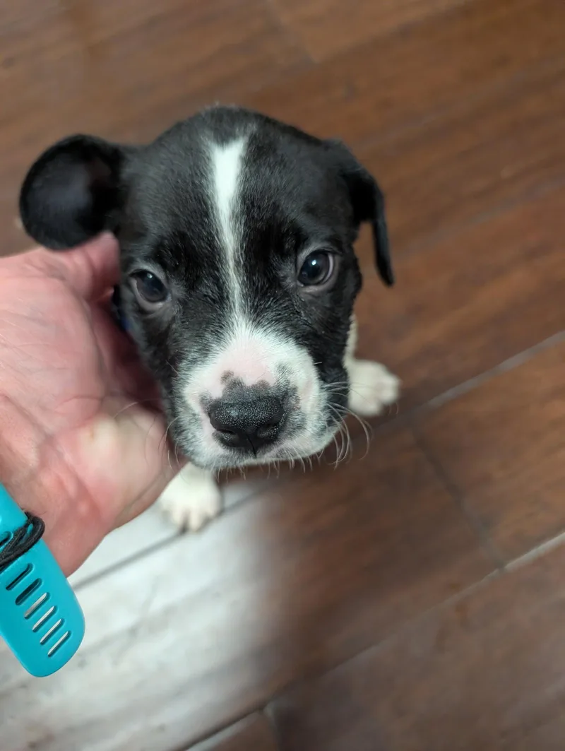 A baby medium-sized male Terrier dog named Milkyway  Candy Litter for adoption in Holly Springs, NC