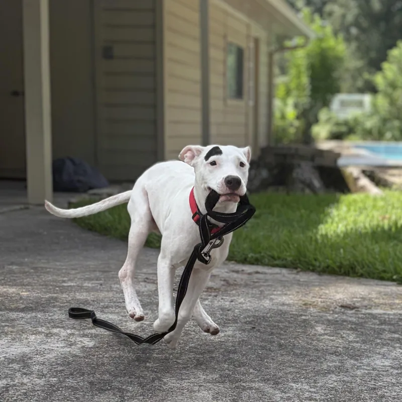 A young medium-sized male White / Cream Pit Bull Terrier dog named Yamal for adoption in Spring, TX