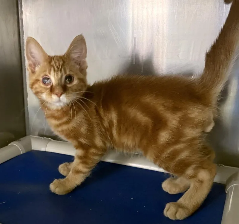 A baby medium-sized male Tabby (Orange / Red) Domestic Short Hair cat named Angelo for adoption in Rochester, IN
