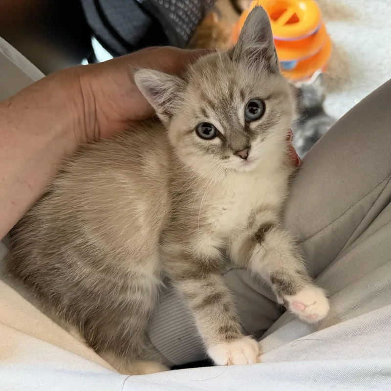A baby medium-sized female Lilac Point Domestic Short Hair cat named Margarita for adoption in Midvale, UT