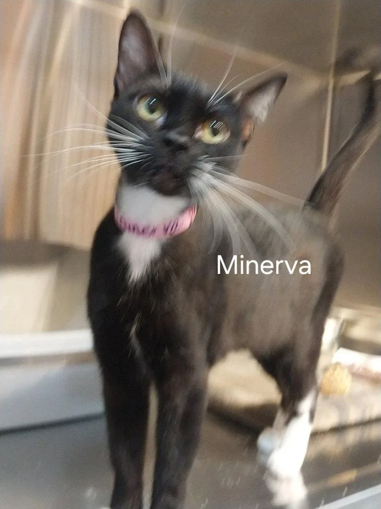 A young small-sized female Black & White / Tuxedo Domestic Short Hair cat named Minerva for adoption in Saint George, UT