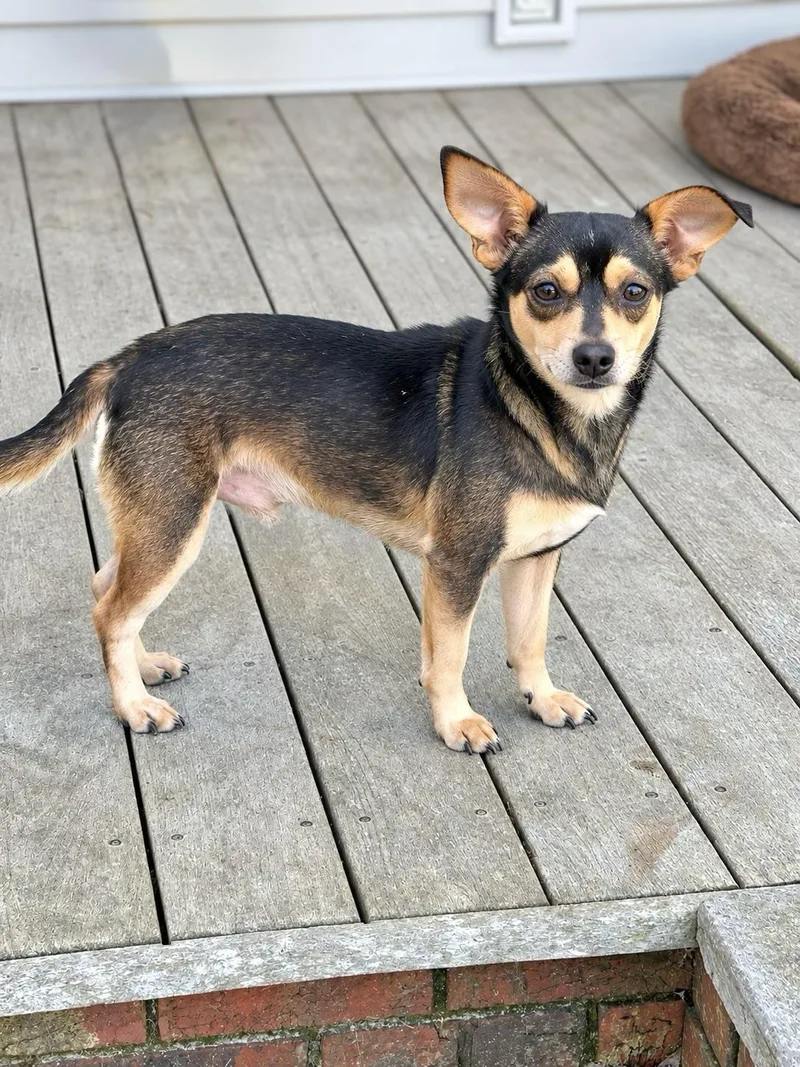 An adult small-sized male Chihuahua dog named Walker for adoption in Douglas, GA