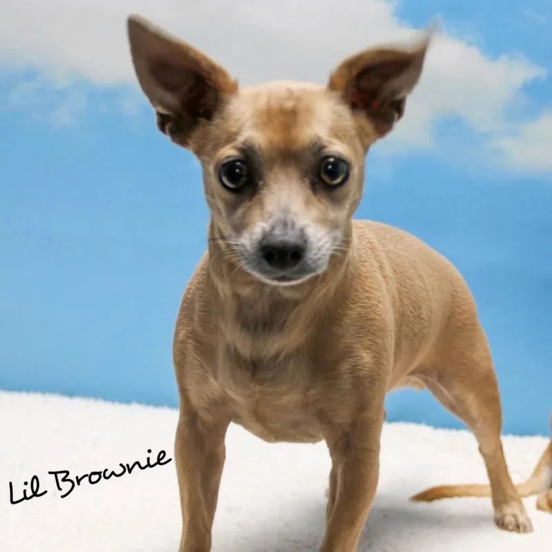 A senior medium-sized male Brown / Chocolate Chihuahua dog named Lil Brownie for adoption in Casa Grande, AZ