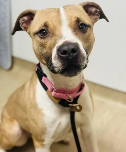 An adult large-sized female Mixed Breed dog named Diana for adoption in West Chester, PA