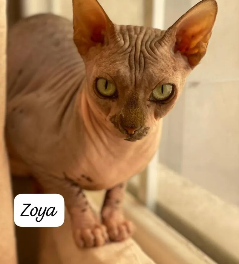 A young large-sized female Sphynx / Hairless Cat cat named Zoya for adoption in San Jacinto, CA